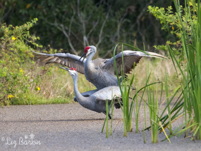 Sandhill Cranes / The Gentle Giants